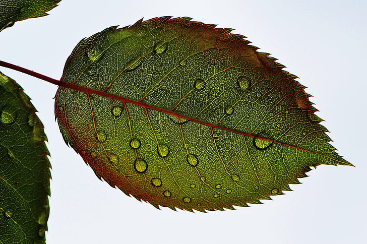 Rosenblatt, blad, wasserperlen våd, drop, makro, regndråbe, natur