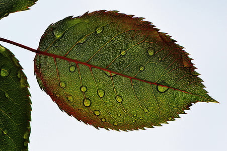 rosenblatt, list, wasserperlen mokro, kapanje, makronaredbe, kapljica kiše, priroda