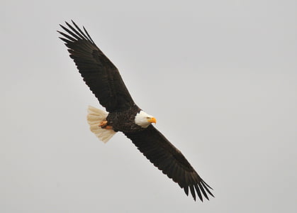 bald eagle, soaring, bird, raptor, flight, flying, wild