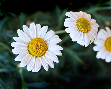 daisies, flower, plant, nature, blossom, bloom, white