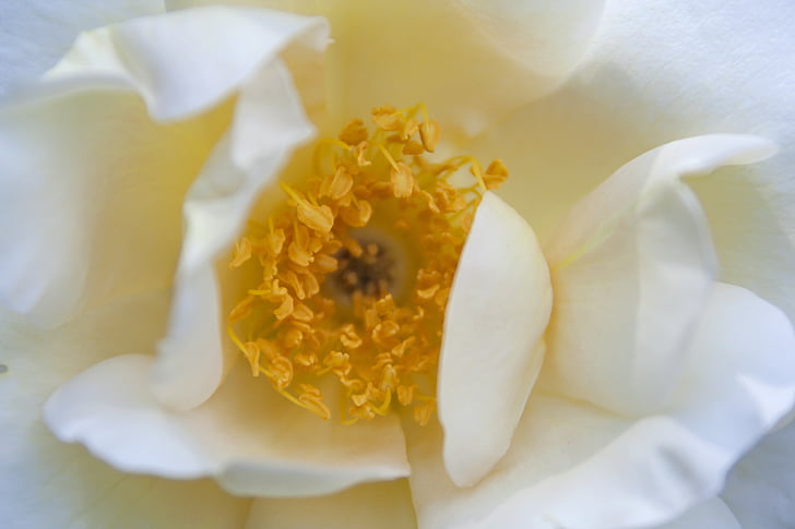 Blanco, amarillo, flor, naturaleza