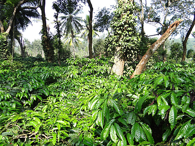 kavos plantacija, Kavamedis robusta, ammathi, Coorg, kodagu, Indija