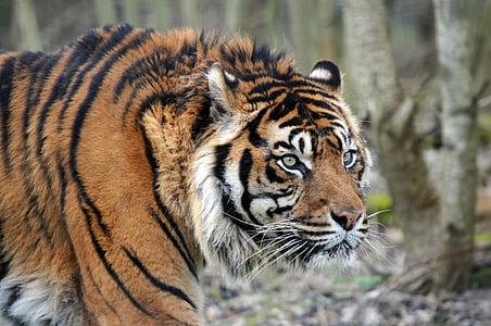 Tiger, Mačací, zviera, tabby, divoké, pozrieť sa, vyzerať, vedúci