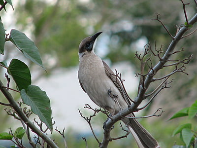 poco friarbird, aves, flora y fauna, australiano, naturaleza, salvaje, animal