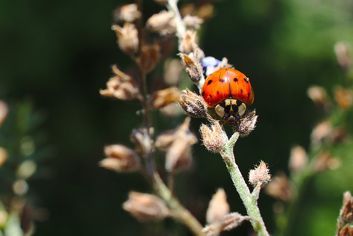 ladybug, bug, wildlife, animal, summer