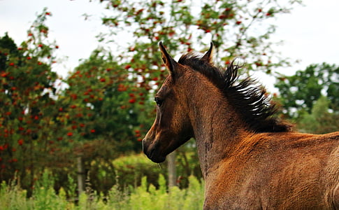 horse, foal, thoroughbred arabian, arabs, brown mold, pasture, meadow