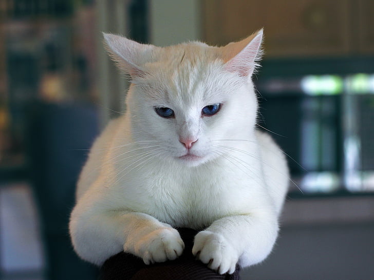 แมว, สีขาว, แมว, น่ารัก, พักผ่อน, เฟอร์นิเจอร์, ในที่ร่ม