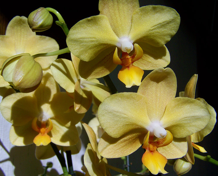 орхидея, бледо жълто цвете, Стая растения