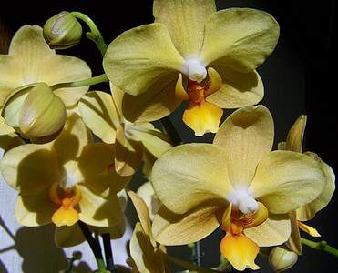Orchid, vaalean keltainen kukka, Tietoa kasvi