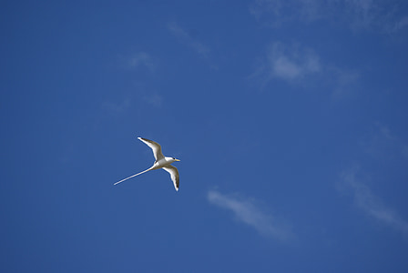 птица, Paille-en-опашки, ендемични, небе, синьо, природата, облак
