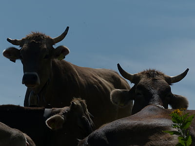 коровы, Рога, назад свет, Отдых, перерыв, комаров, управления жизненным циклом приложений