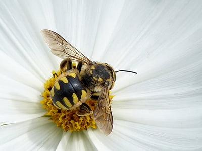 Hornet, kwiat, Líbar, piękno, osy, Pszczoła, owad