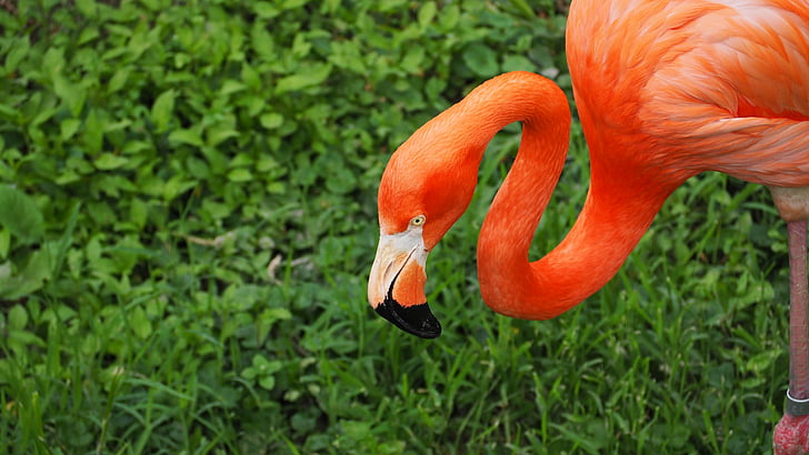 Flamingo, pássaro, -de-rosa, selvagem, vida selvagem, animal, exóticas