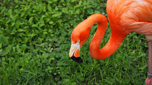 Flamingo, lintu, vaaleanpunainen, Wild, Wildlife, eläinten, eksoottinen