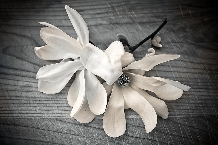 magnolia, flower, blossom, bloom, nature, plant, white blossom