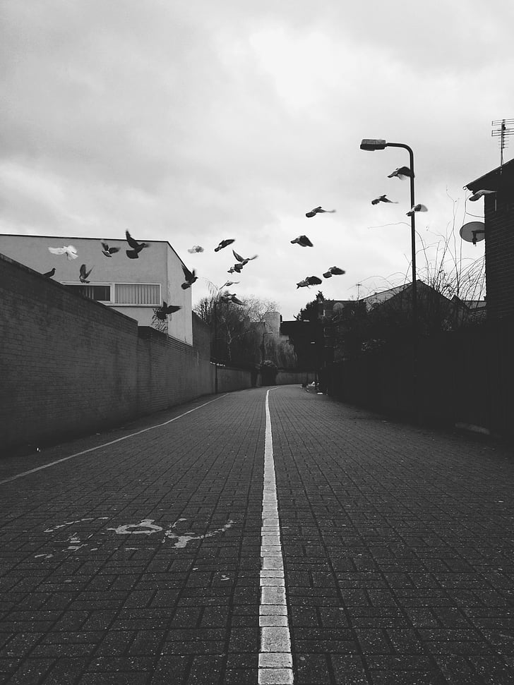 birds, street, urban, city, district, road, path