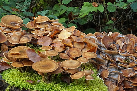 cogumelos, fungo de árvore, cogumelos na árvore, baumschwamm, floresta de cogumelos, floresta