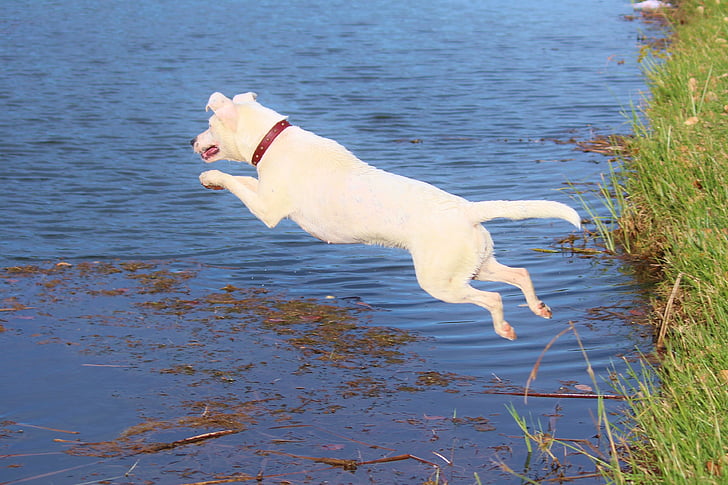 gos, salt, l'aigua, alegria, moviment, animals de companyia, animal