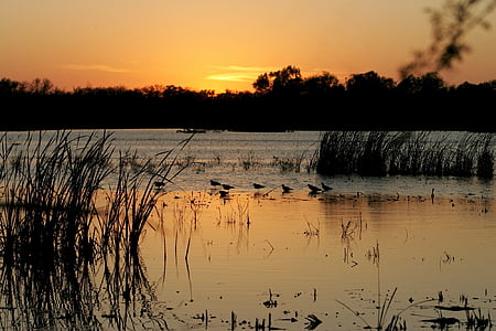 Západ slunce, ptáci, voda, jezero, volně žijící zvířata, reflexe, Já?