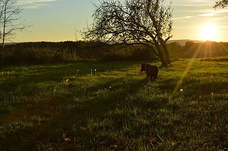 ทุ่งหญ้า, สุนัข, ตอนเย็น, ฉาก, แสงไฟ, ต้นไม้, ดวงอาทิตย์