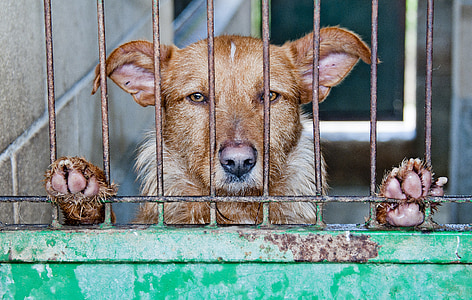 Caged, hond, verlaten, triest, dier, kooi, huisdieren