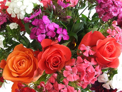 Roses, flors, roses de color taronja, RAM