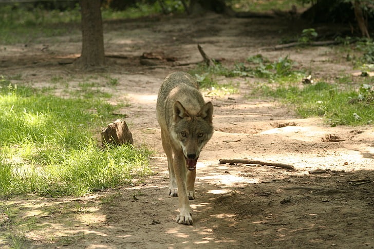 Wolf, Canis lupus, kabinet, Zoo, skov, dyr, pattedyr