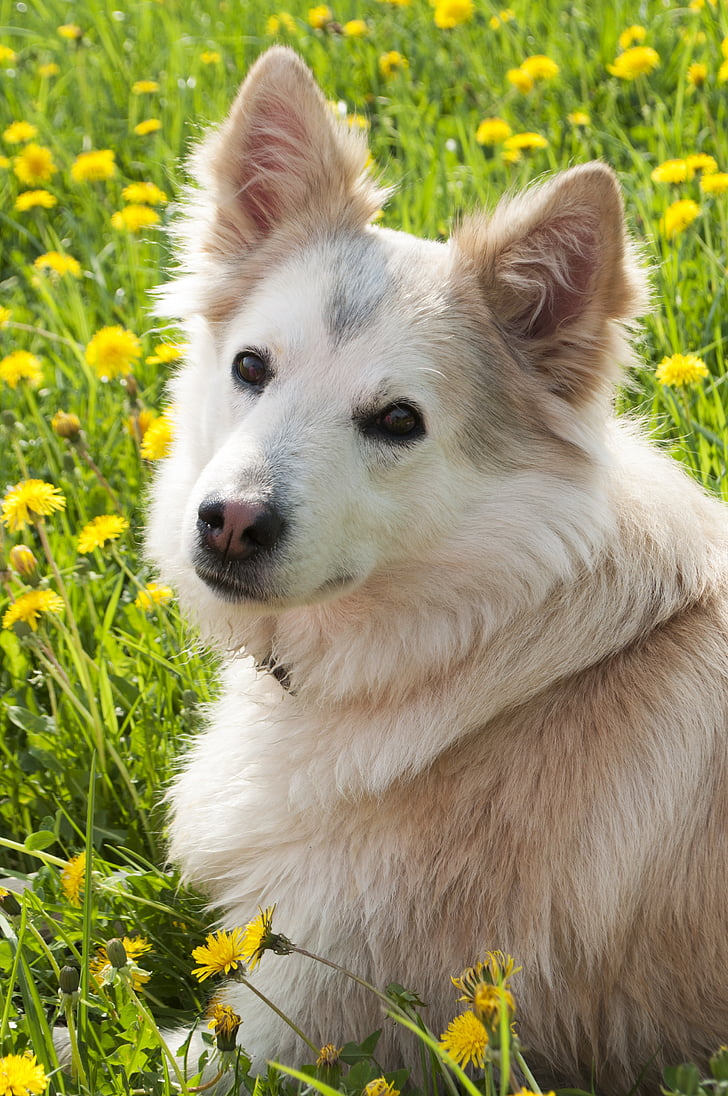 cão, Laika, Siberian, animal de estimação, animal, bonito, doméstica