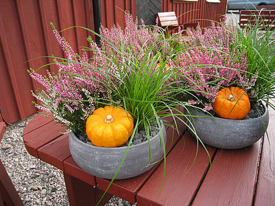 arreglo de otoño, calabaza, plantas de semillero, hierba, Heather, Casa, colores