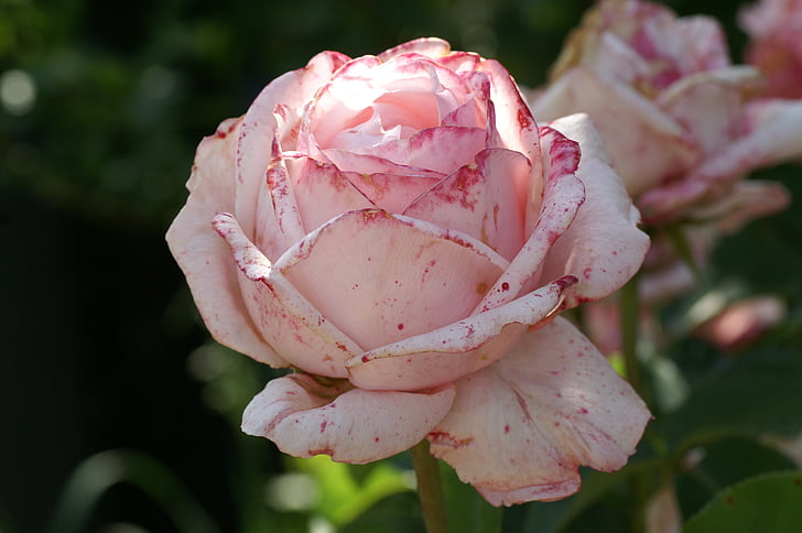 ροζ, τριαντάφυλλο, άνθιση