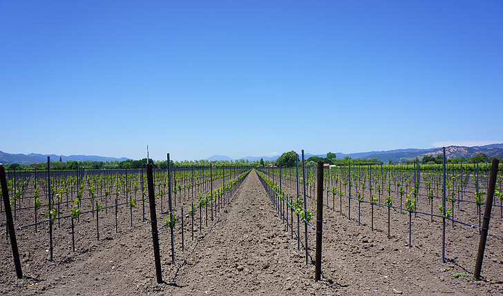 Napa valley, szőlőültetvények, California, mezőgazdaság, Pincészet, természet, festői