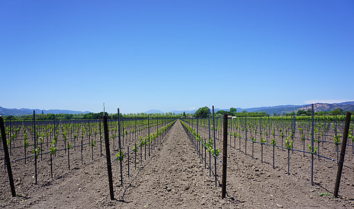 Napa valley, viinamarjaistanduste, California, põllumajandus, veinikelder, loodus, Scenic