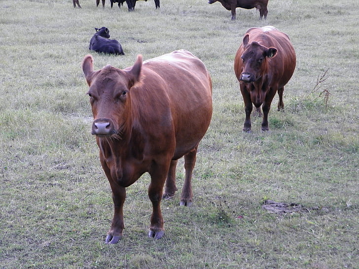 lehmä, lehmät, eläimet, maito cow, naudanliha, Farm, Angus