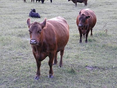 inek, İnekler, hayvanlar, süt ineği, sığır eti, çiftlik, Angus