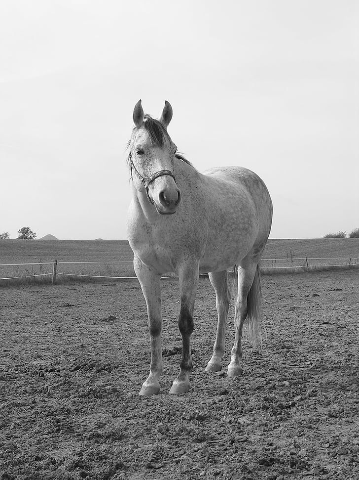 horse, black and white, white, pasture