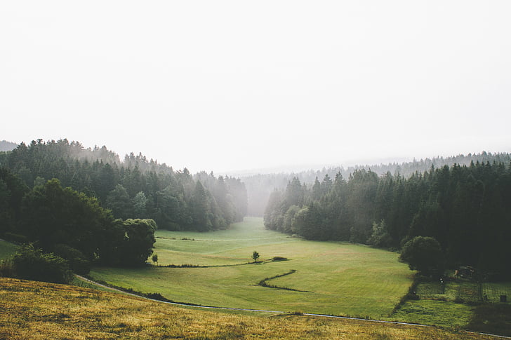 campo, amanecer, luz del día, niebla, bosque, hierba, verde