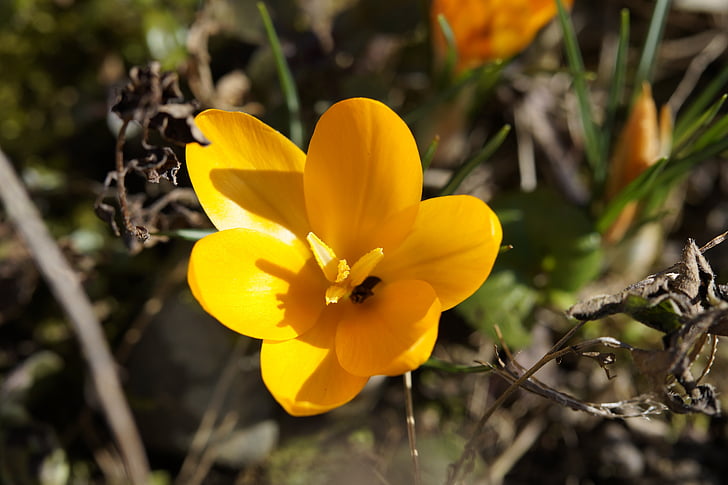 Крокус, Весна, передвісником весни, жовтий, цвітіння, квітка, цвітіння