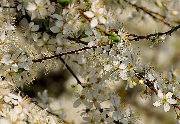 bloeiende struiken, lente, witte bloemen, natuur