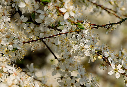 krzewy kwitnące, wiosna, białe kwiaty, Natura