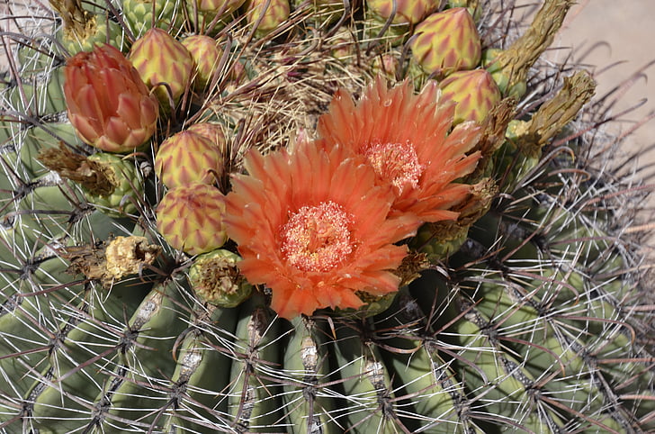 barile, Cactus, arancio, fiore, Bloom, deserto, giardino