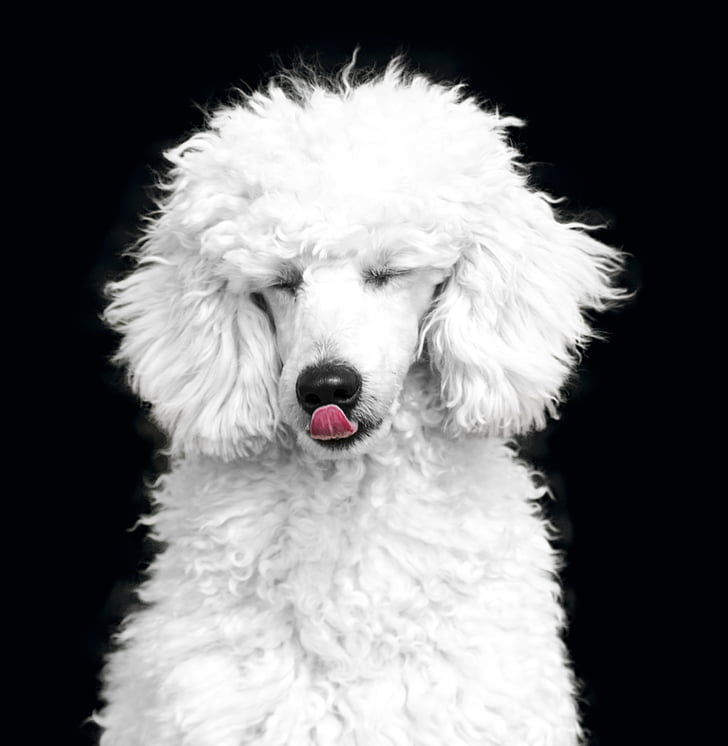 cão, o poodle, poodle, Branco, preto, o cão de raça, animais de estimação