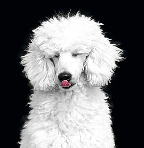 dog, the poodle, poodle, white, black, the dog breed, pets