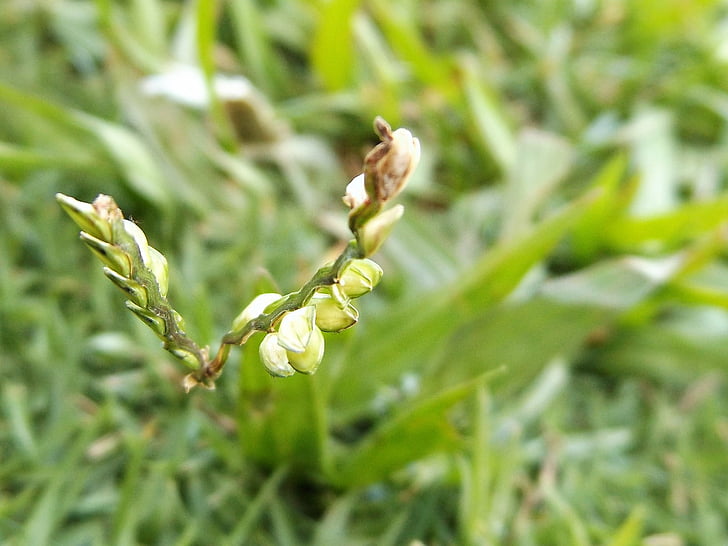 bunga, dari, rumput