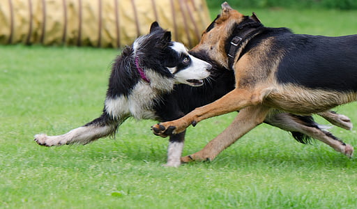 border collie, hybrid, playing dogs, raging dogs, playful, great, dog
