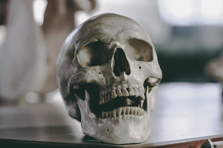 kranium, knogle, skelet, grå, tænder, træ, tabel