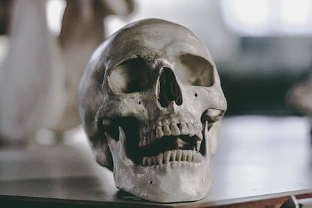 crani, OS, esquelet, gris, dents, fusta, taula