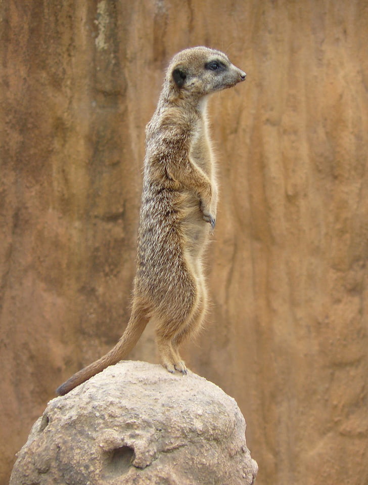 Meerkat, Suricate, ζώο, άγρια φύση, suricatta, γούνα, στέκεται
