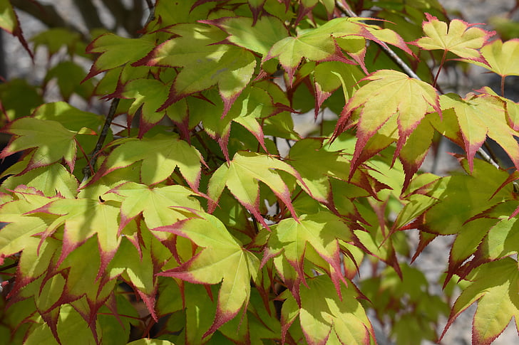 daun maple Jepang, pohon, hias, tanaman, musim semi, alam, tumbuh