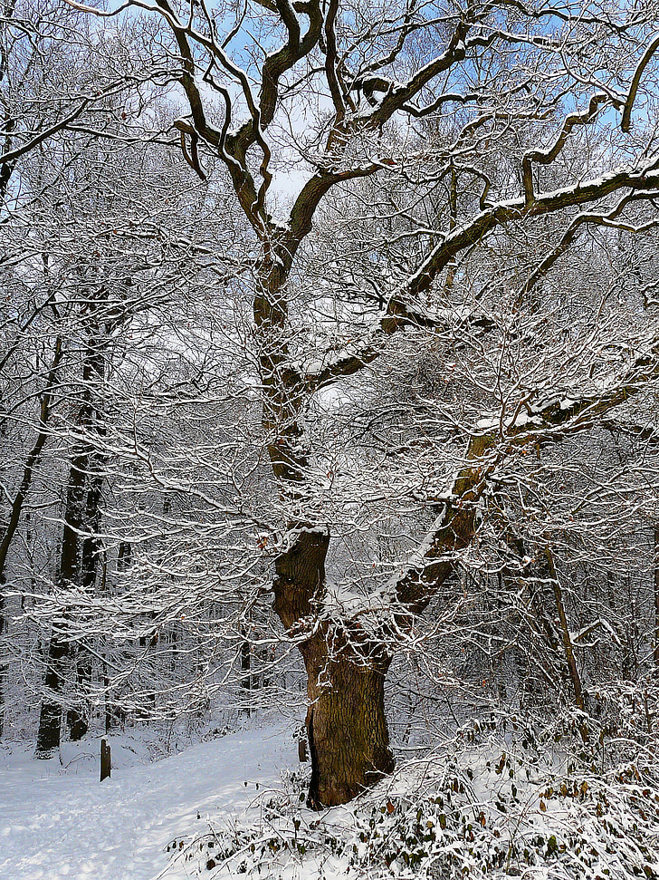 pohon, salju, musim dingin, dingin, hutan, embun beku, estetika