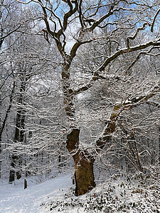 treet, snø, Vinter, kalde, skog, Frost, estetisk